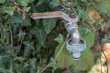 wasserhahn mit efeu