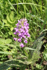 Obraz premium Flowering Dactylorhiza baltica, Baltisches Knabenkraut in the natural habitat