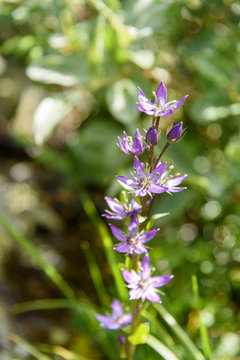 Swertia obtusa flower. Altai Republic. Russia