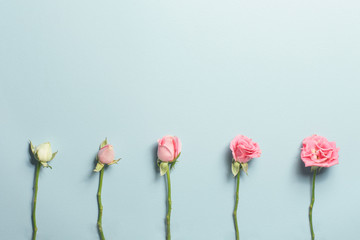 From Bud to Rose