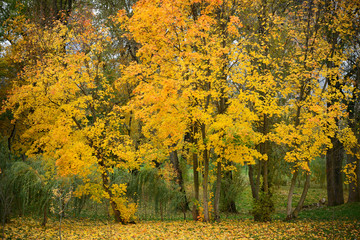 Autumn trees background