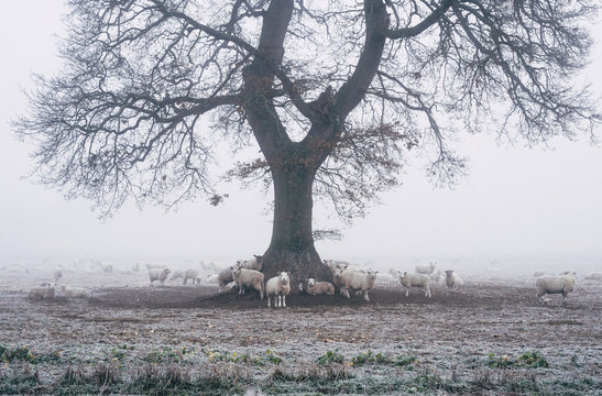 Sheep gathered round a tree on a frosty morning.
