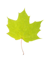 One autumn maple leaf isolated on whit