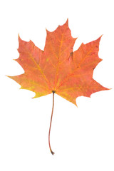 Fototapeta premium One autumn maple leaf isolated on whit