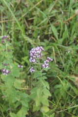 Flowering origanum vulgare