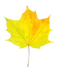One autumn maple leaf isolated on whit
