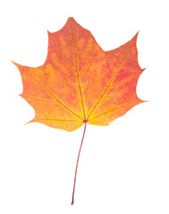 One autumn maple leaf isolated on whit