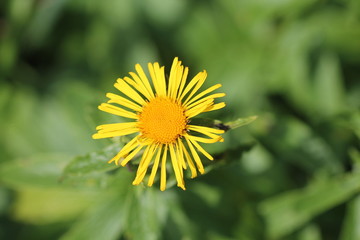 Flowering senecio fluvetilis