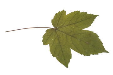 Fototapeta premium One autumn maple leaf isolated on whit