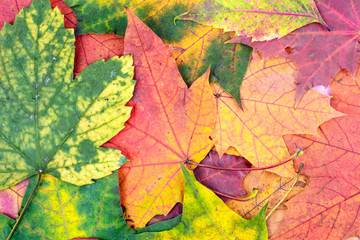 Naklejka na ściany i meble Autumn bright maple leaves lying on the table