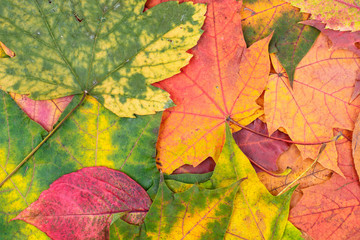 Autumn bright maple leaves lying on the table
