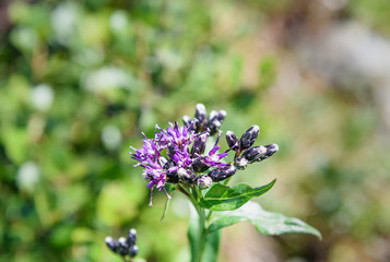 Saussurea flower. Altai Republic. Russia