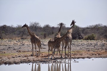 Giraffen am Wasserloch