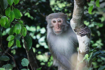 Macaque in Vietnam