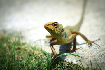 Small Lizard of Vietnam