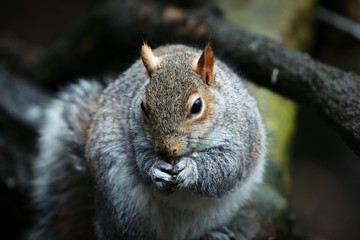 Grey Squirrel