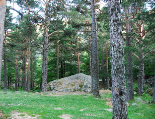 Obraz premium trees