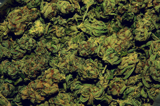 Medical Marijuana