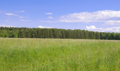 field forest sky