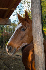 Fototapeta premium Cavallo al prato