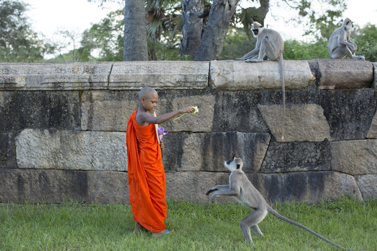 Novice monk with grey langur monkey. Sri Lanka.
