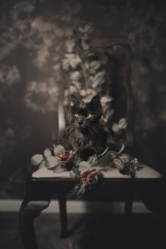 Portrait of an Elderly Grey Cat with Roses