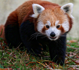 Fototapeta premium Red Panda