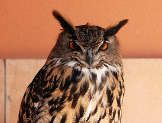 buho
