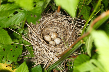 Sylvia borin. The nest of the Garden Warbler in nature.