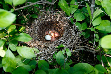 Naklejka na ściany i meble Sylvia nisoria. The nest of the Barred Warbler in nature.