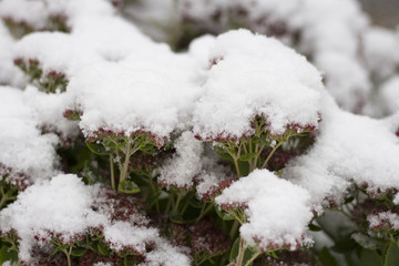 A gentle bush under the first white snow