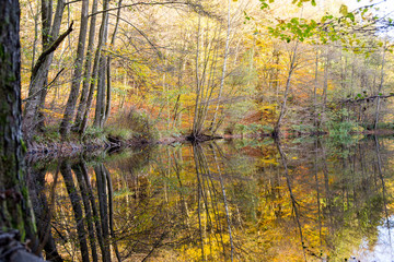 shoreline of small pond reflecting trees in autumn colors in the water