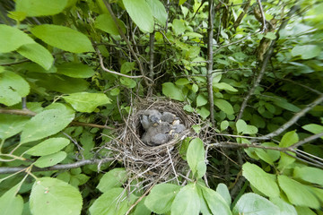 Sylvia nisoria. The nest of the Barred Warbler in nature.