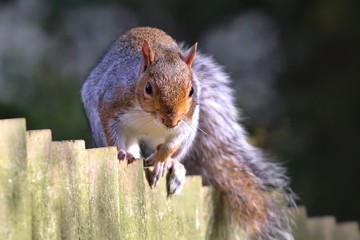 Grey Squirrel