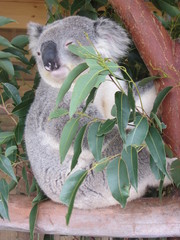 koala © chloe