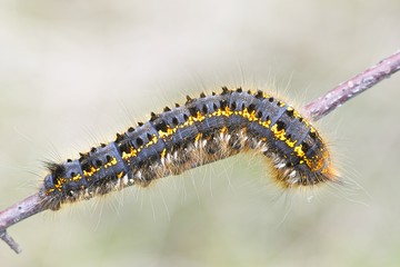Drinker moth caterpillar, Euthrix potatoria