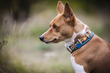 The Basenji dog walks in the park