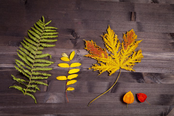 the Autumn Leaves over a Natural Dark Wooden background. Old dirty wood tables or parquet with knots and holes and aged partculars.