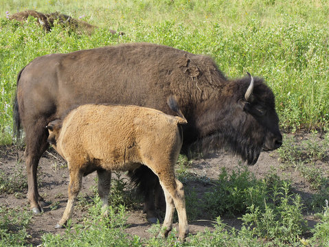 Buffalo Calf and It's Mother North Dakota