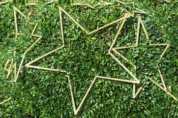 golden stars on a box bush