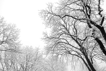 Winter mood: Tree branches covered with heavy snow