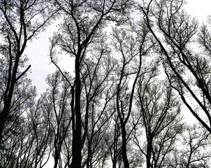 Fototapeta premium silhouettes of leafless trees