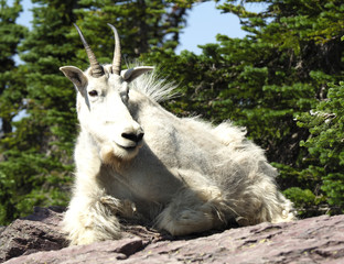 Closeup of Male Mountain Goat in Glacier National Park