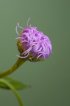 Daisy Fleabane bud opening against out-of-focus background