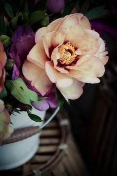Close-up of apricot orange Peony in a bouquet in white can on dark background