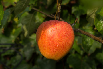 Ripe organic apple Braeburn on apple tree