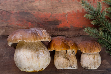 Wild edible raw mushrooms Boletus Edulis, tasty ingredient for many vegetarian dishes, close up. Copy space.