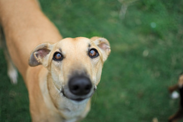 Cute dog portrait waiting for treats