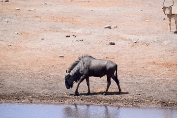 Gnu - Herde- Afrika - Namibia 
