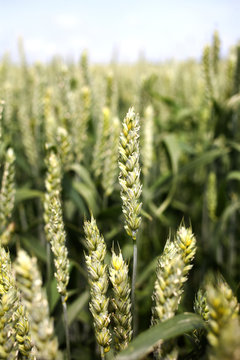 A closeup of a young wheat stem in a field in summer